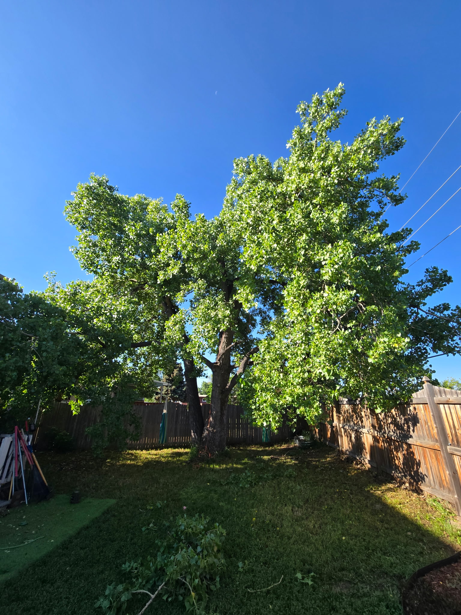 before cottonwood